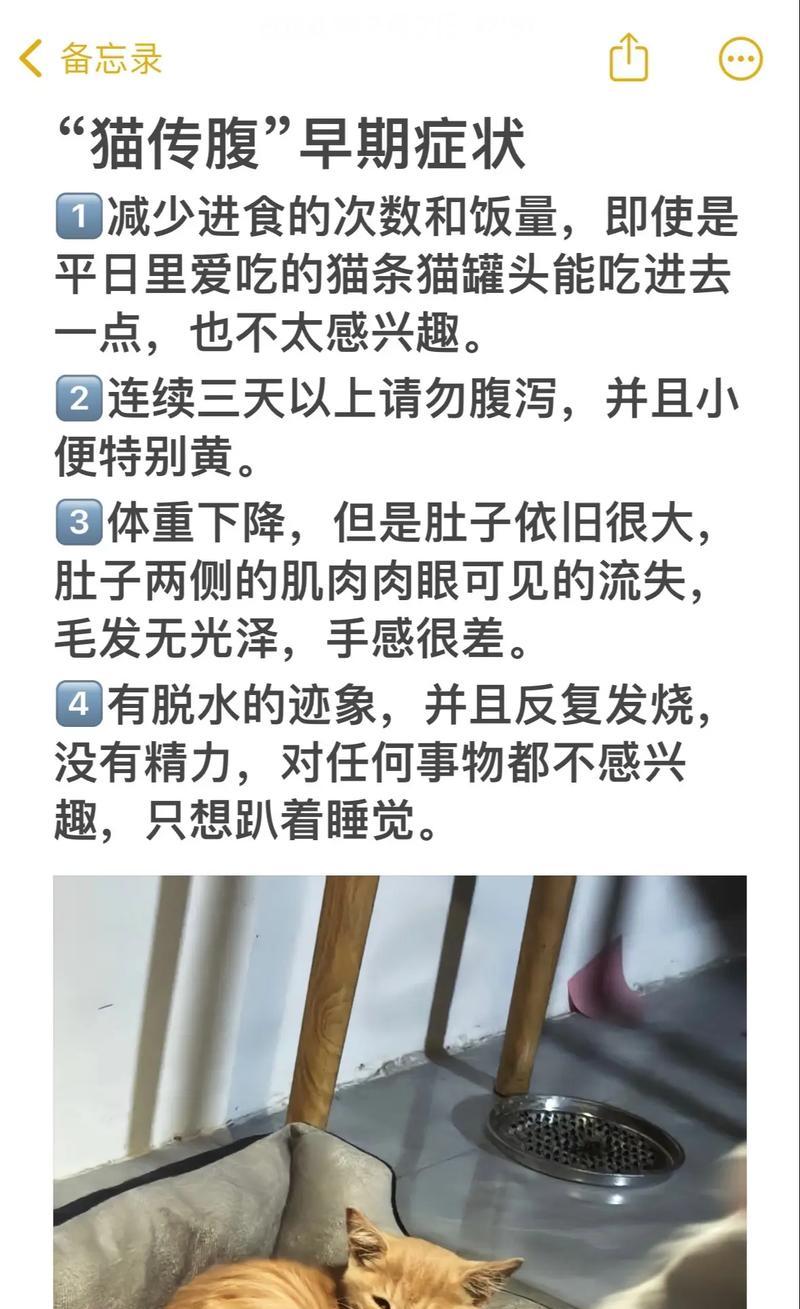 以猫传腹的检查项目及注意事项（了解猫咪传腹的常见检查方法和必要性）