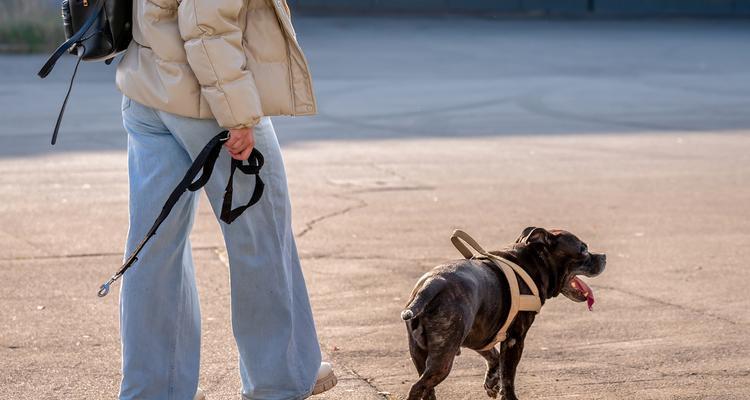 比格犬的遛狗频率与时间要求