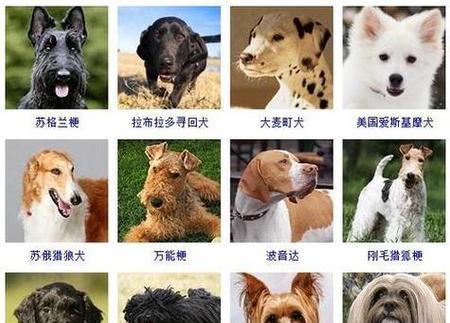 中国常见的宠物狗品种及名称（探索中国宠物狗世界，了解不同品种的可爱犬类）