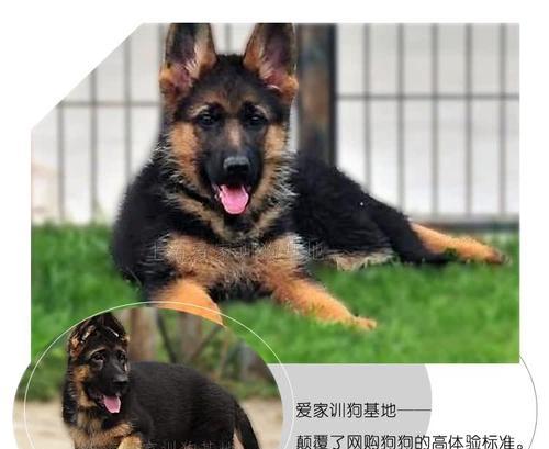 以德牧驱虫后多久长胖？（了解德牧驱虫后的体重变化周期）