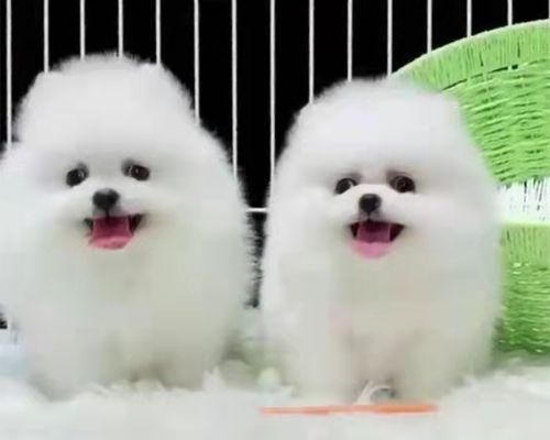 茶杯犬（真相揭秘）