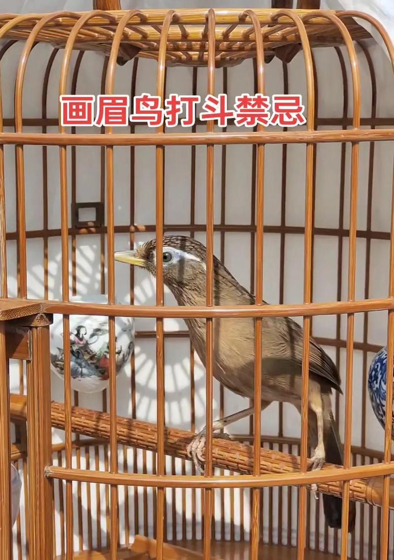 画眉鸟（探索画眉鸟叫声的奥秘，让它们成为大叫的天才）
