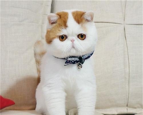 异国短毛猫（探秘异国短毛猫的多样性和魅力）
