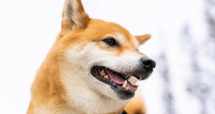 适合上班族养的狗狗，陪你度过孤独时光（选择一只合适的狗狗成为你的伴侣，摆脱上班带来的寂寞感）