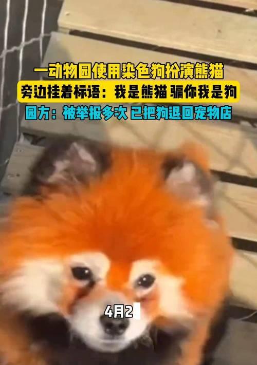 染色狗寿命之谜（了解以染色狗能活多久的关键因素及影响因素）