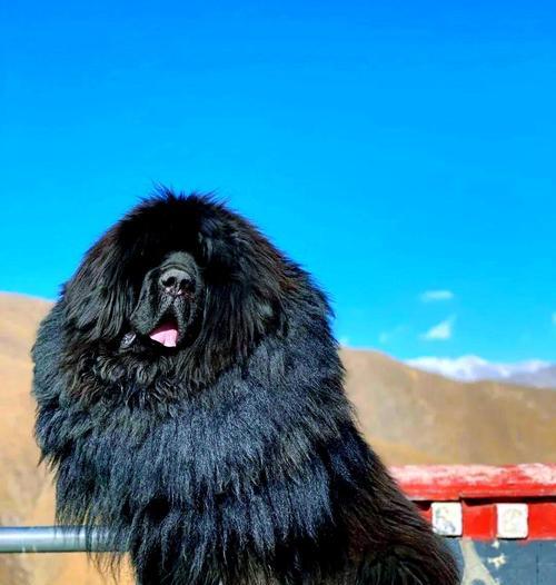 藏獒（了解藏獒，认识不同品种与鉴别特征）