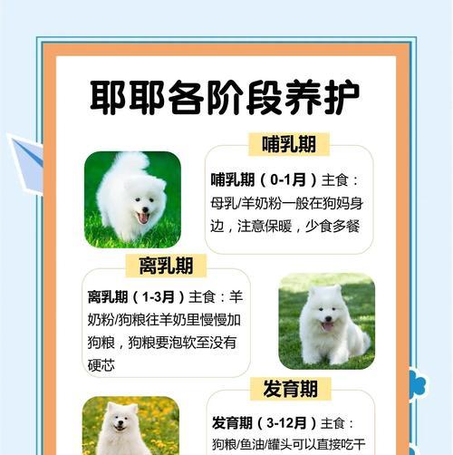 幼犬两个月不排便的原因及恢复方法（探究萨摩耶幼犬不排便现象的原因和如何帮助其恢复正常）