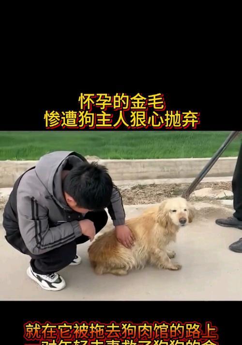 金毛犬怀孕后的症状与护理（了解金毛犬怀孕后的身体变化，给予适当的关爱）