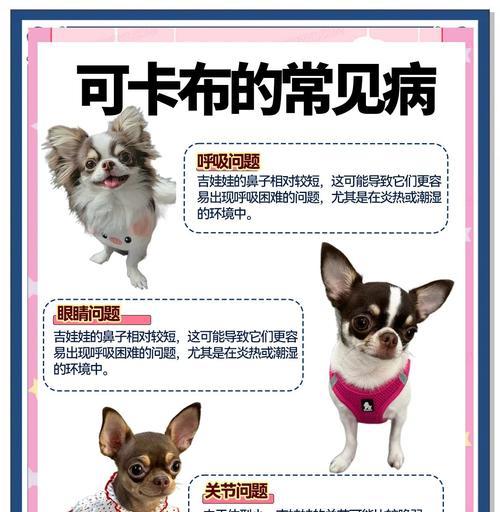 吉娃娃咳嗽（解析吉娃娃咳嗽的症状、治疗方案及疗程预测）