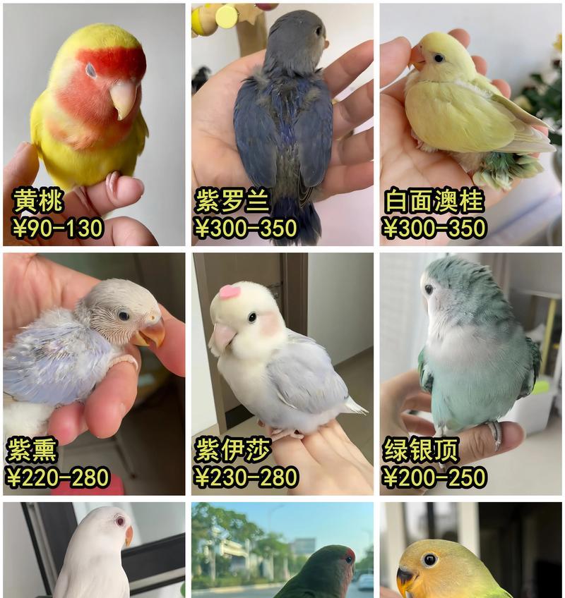 牡丹鹦鹉的饲养技巧（小巧可爱的宠物鸟，让你的生活更加丰富多彩）