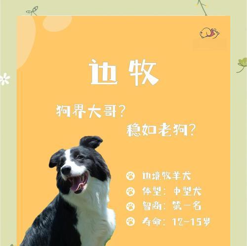 如何穷养边牧犬（狗主人的省钱攻略，让边牧犬过上优质生活）