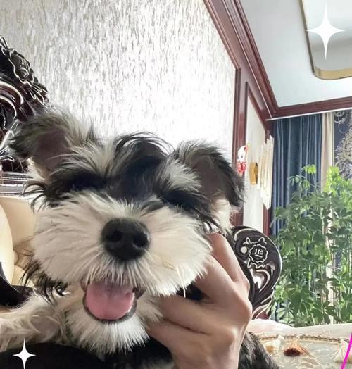 养雪纳瑞需谨慎，别再犯错了！（家有雪纳瑞注意事项，你必须知道！）