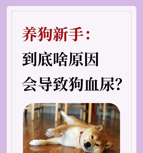 狗狗尿血的治疗及药物选择（尿甚舒通牛肉锭）