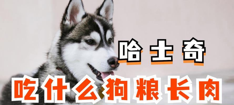 哈士奇的饮食习惯及进食频率（哈士奇每天吃几顿饭才合适？）