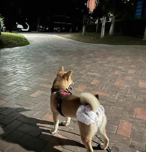 狗狗例假多久结束？（探讨狗狗例假周期及结束标志）
