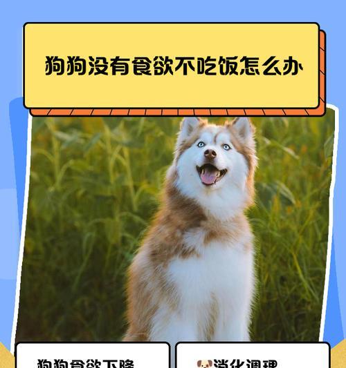 如何处理狗狗贪吃和消化不良问题（了解原因和采取措施，让你的狗狗享受健康饮食）