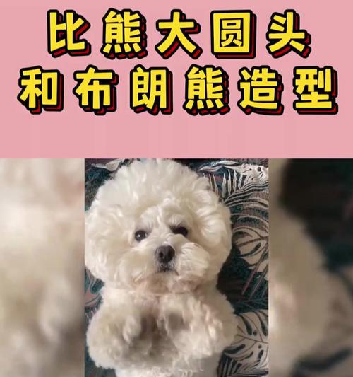 可爱比熊圆头的魅力与日常护理（从幼犬到成年，探索比熊圆头的成长秘密）