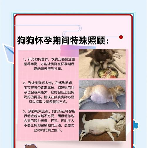 狗狗产前准备指南（为宝贝狗狗做好产前准备，让它拥有健康快乐的生产经历）