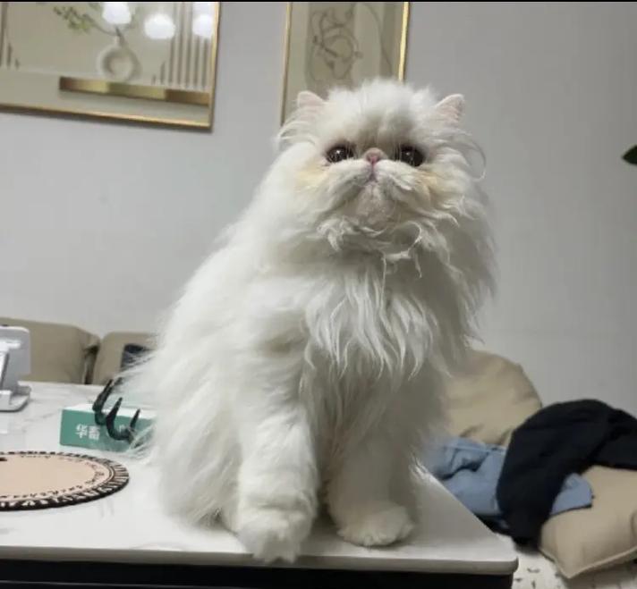 波斯猫不能吃的食物（保护您的波斯猫）