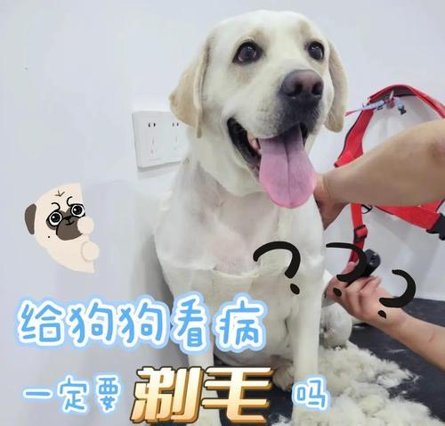 如何确定狗狗剃毛的合适时间？（以狗狗多久剃毛一次为基准，掌握剃毛的最佳时机）