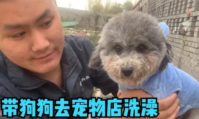 泰迪宝宝洗澡的最佳时间和频率（如何科学合理地为泰迪宝宝洗澡）