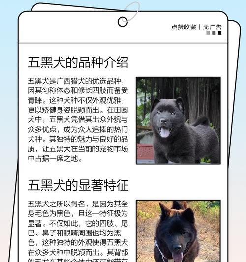 养小狗的品种选择与技巧（了解小狗品种特点，让养狗更得心应手）