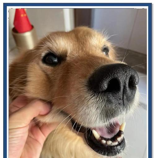 金毛犬拉稀原因及分类解析（揭秘拉稀现象的五大原因，了解你家金毛犬的拉稀类型）