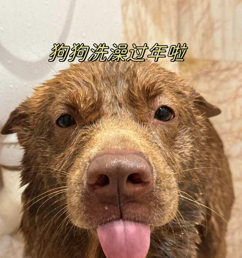 如何正确给六个月大的小狗洗澡（洗澡频率及注意事项解析）
