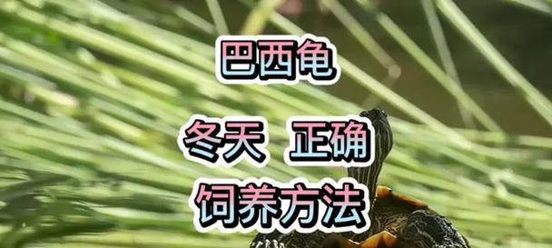 巴西龟的饲养和注意方法（冬眠期间如何照顾巴西龟）
