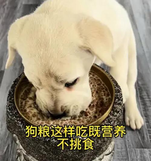 40天龄幼犬的饮食指南（了解幼犬的营养需求及适宜食物，让它们健康成长）