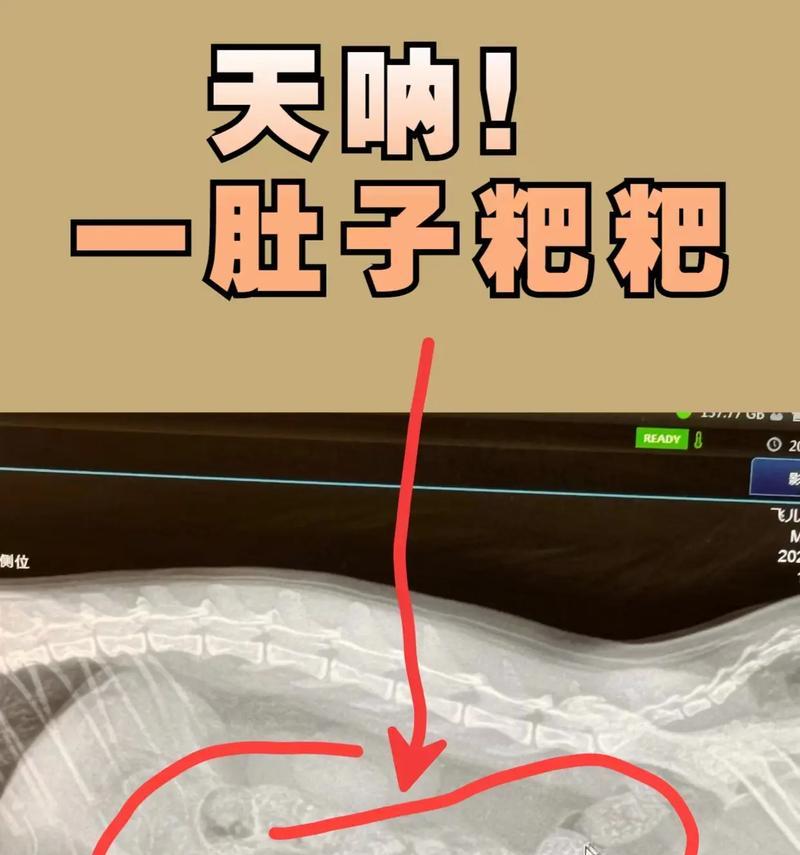 猫咪排便频率与健康关系探究（正常粑粑频率一日几次？）