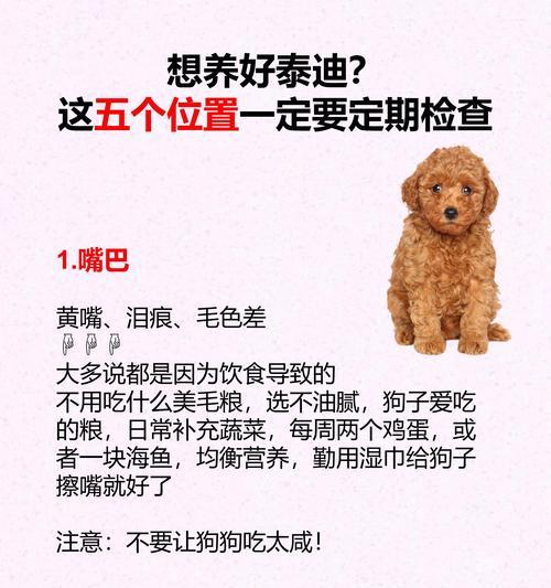 泰迪犬的饲养之道（科学喂养与注意事项）