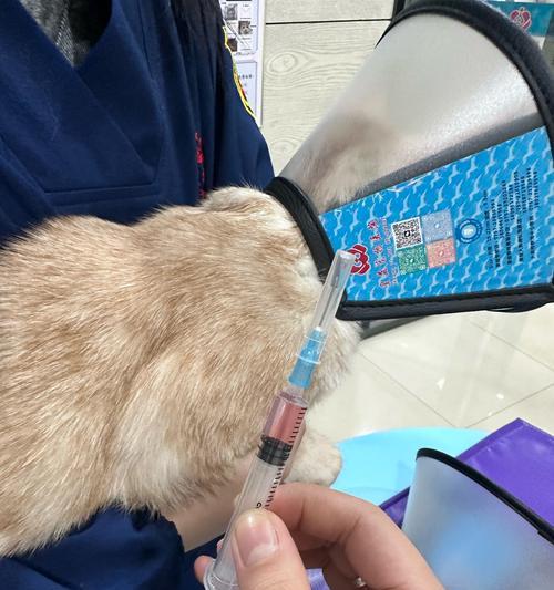 幼猫何时可以接种疫苗？（关于幼猫接种疫苗的重要信息）