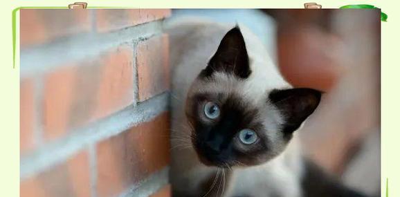 揭秘猫咪粘人的原因（探究猫咪为什么会粘人、人与猫的默契、猫咪个性特征）
