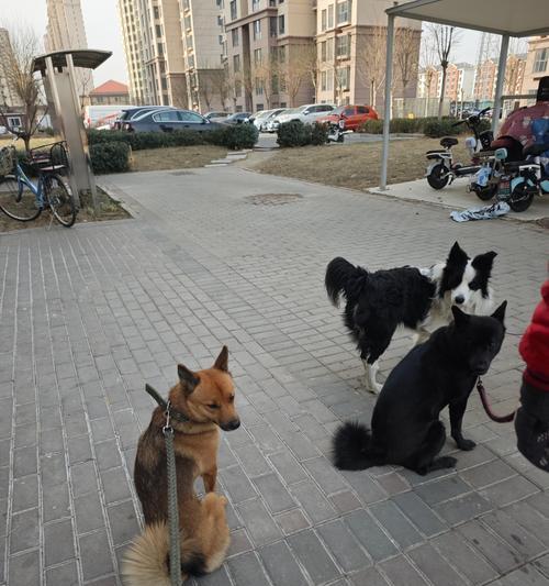 母狗产后多久可以洗澡？（科学护理产后母狗，避免感染和伤害）