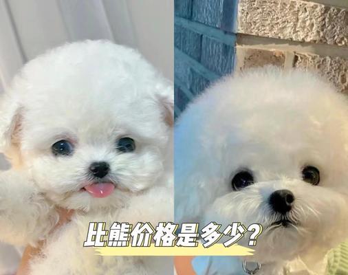 养一只比熊犬需要的费用（揭秘养比熊犬的花销和关键要点）