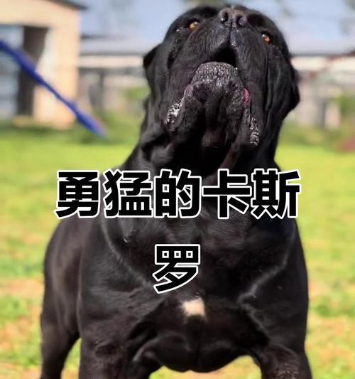 卡斯罗犬（世界公认、过人之处、无可匹敌的守护本能）