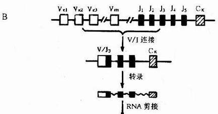 卫佳5的抗体形成周期及（卫佳5抗体形成周期的科学解析与应用前景展望）