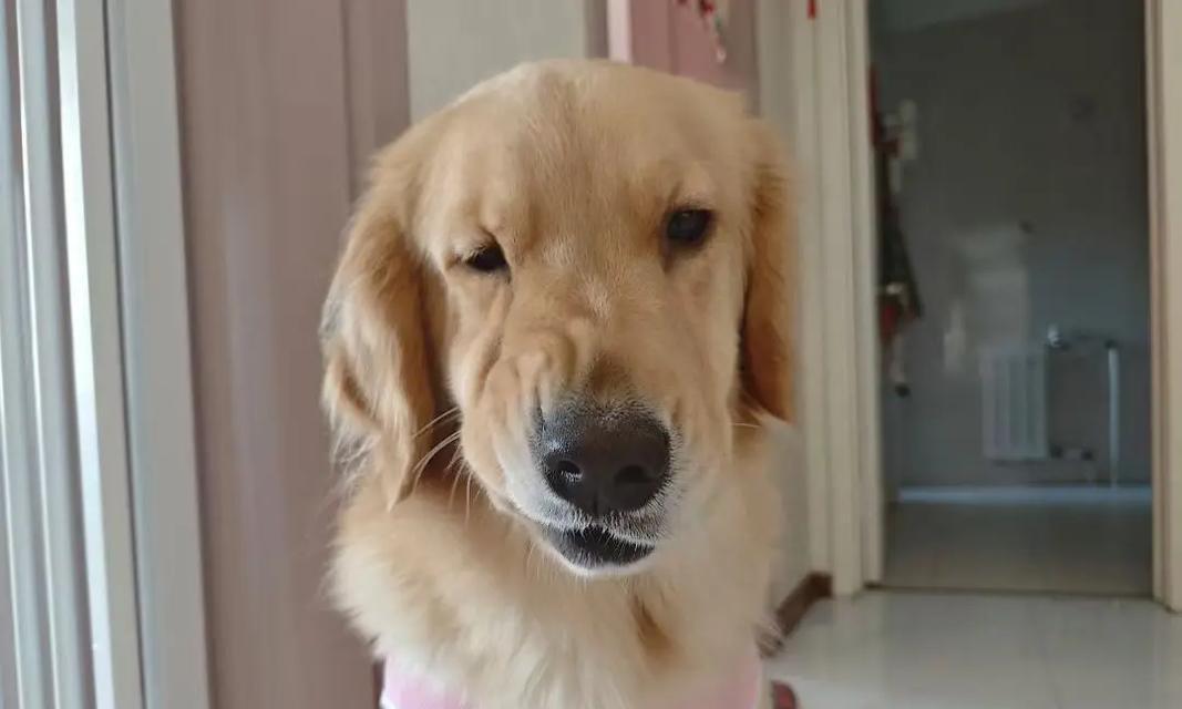 金毛犬一岁相当于人类多长时间？（揭秘金毛犬的年龄计算方法及养护技巧）