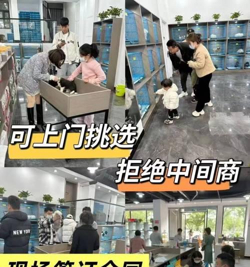 猫咪之家（一键找到梦寐以求的猫咪伴侣，享受宠物生活的乐趣）