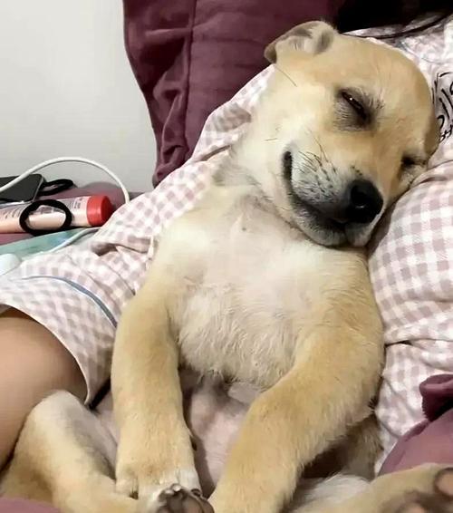 老狗没牙了还能活多久吗？（狗龄与牙齿健康关系解析，提供适当护理和饮食建议）