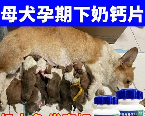 如何给怀孕的狗狗提供营养补充？（详解狗狗怀孕期间的营养需求及补充方法）