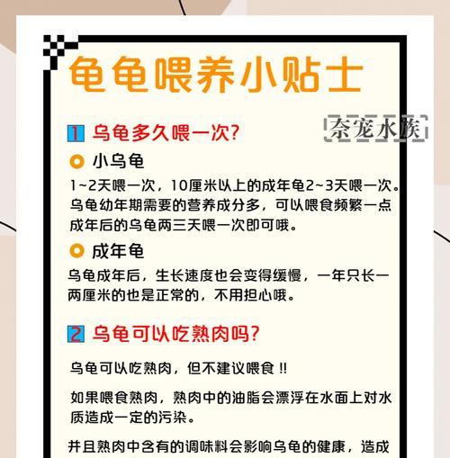 乌龟喂食频率（乌龟饲养技巧及喂食时间安排）