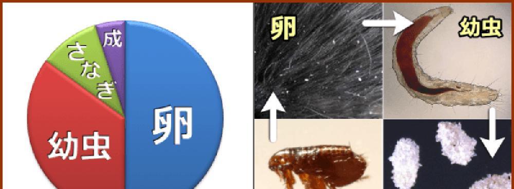 跳蚤离开猫后的生存时间与生命周期（跳蚤生存时间）