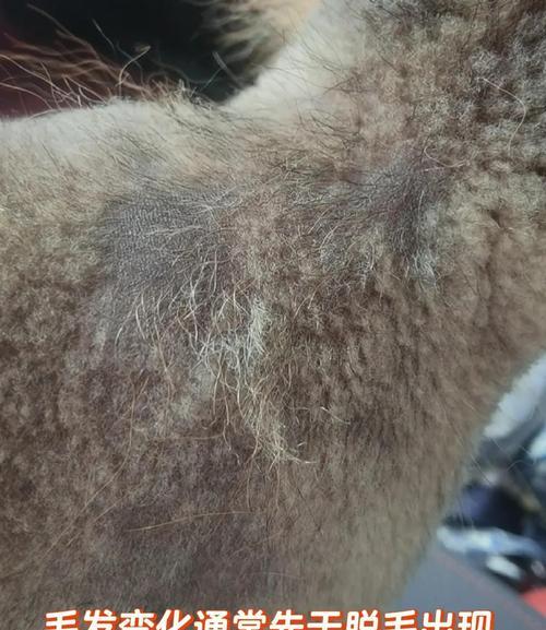 狗狗掉毛周期揭秘（了解狗狗的毛发生长周期及相关护理技巧）