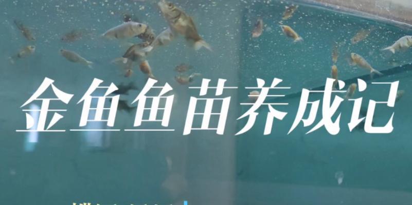 金鱼苗变色的时间及原因探究（从金鱼苗生长到变色的完整过程解析）