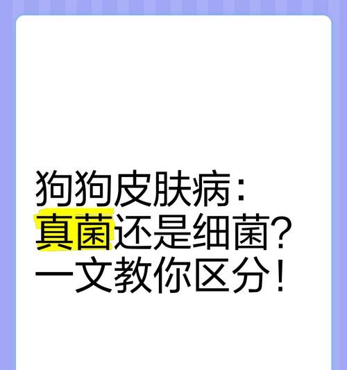 与狗接触潜在细菌传染的风险与防范方法（了解狗狗可能传染给人类的细菌，让你与宠物共处更安心）