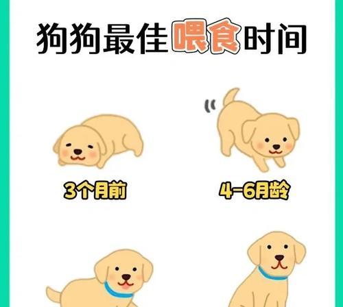 小狗的繁殖周期及生育频率（揭开小狗生育之谜，了解它们的繁殖规律）