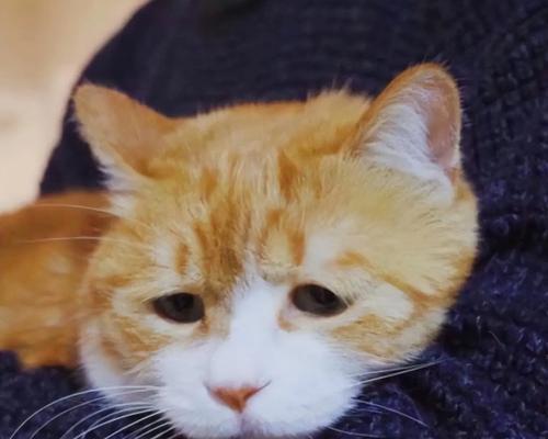 猫咪换主人，心碎的告别（当爱与离别交织，人和猫咪的伤心故事）