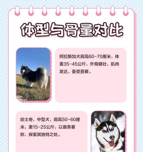 与哈士奇建立深厚的感情（掌握关键技巧让你和哈士奇成为最好的朋友）